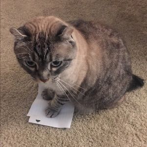 Meet your Posher, Natasha